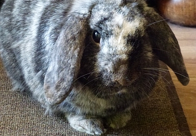 Smudge the bunny